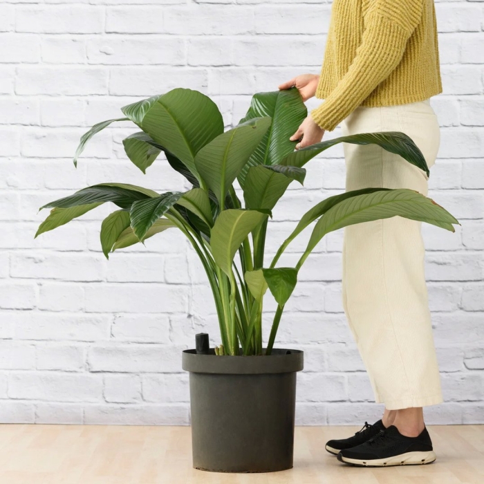 Спатифиллум сенсейшен