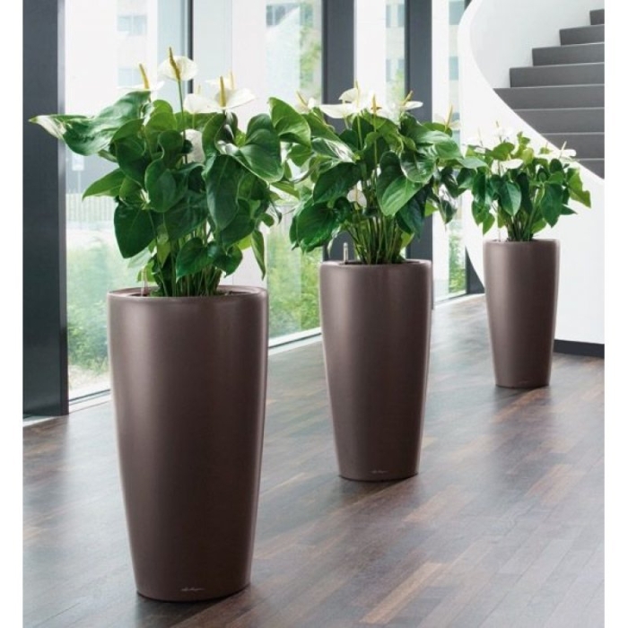 Лечуза рондо