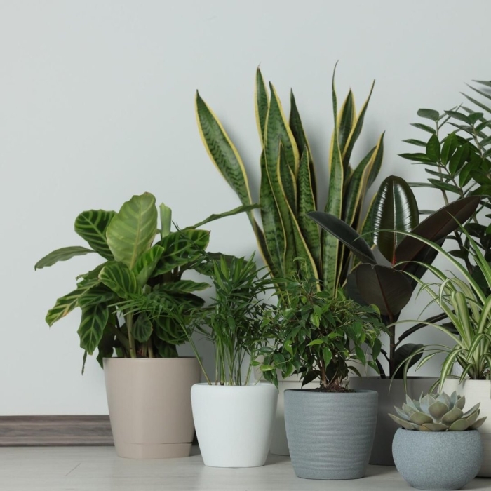 Неприхотливые растения для дома