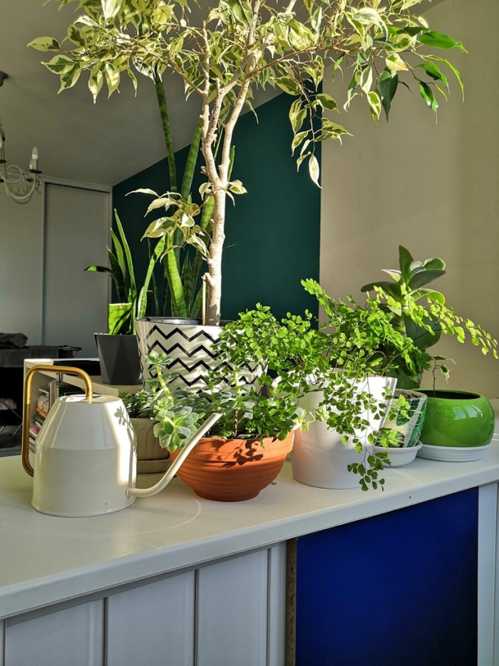 Растение комнатное