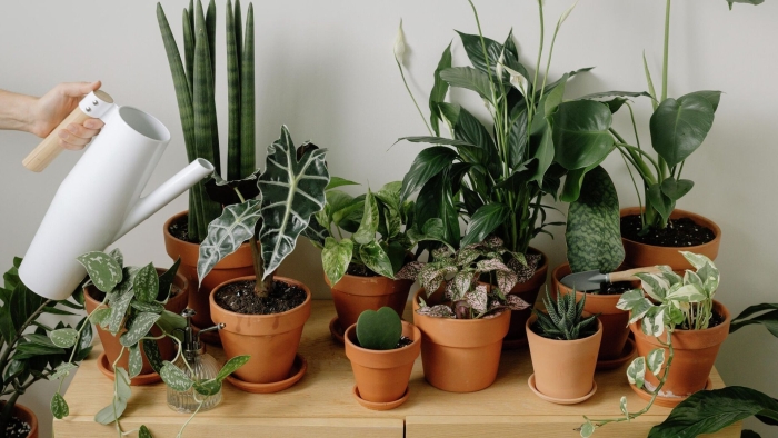 Для комнатных растений