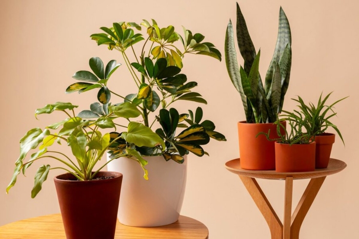 Комнатное растения