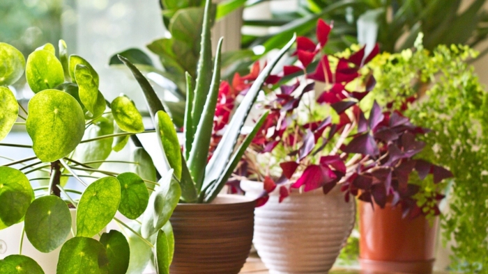 Комнатные растения