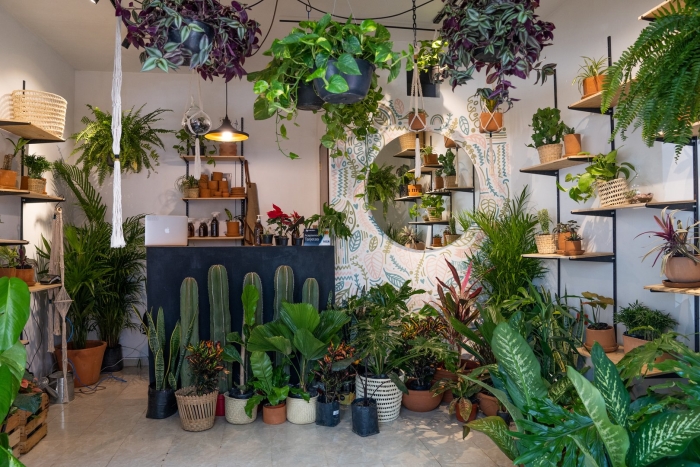 Растения в доме