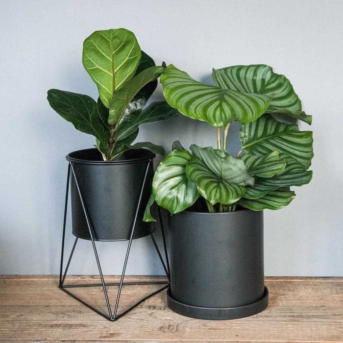 Модные комнатные растения