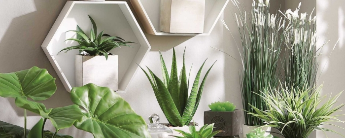 Декоративная растения для интерьера