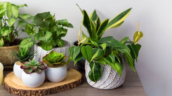 Plants for home