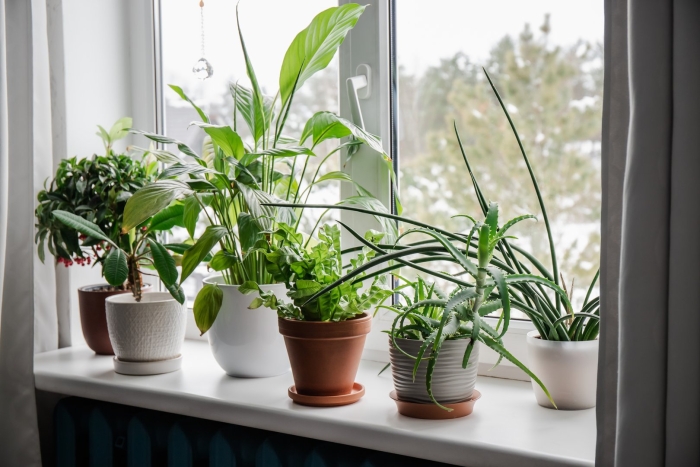 Popular houseplants
