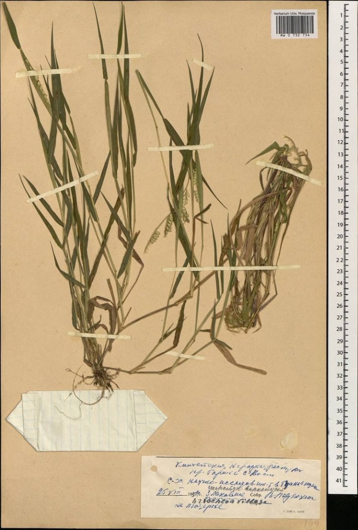 Пырей ползучий