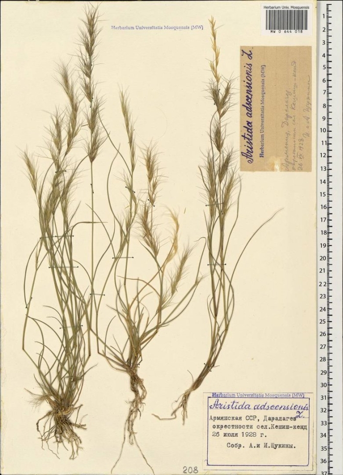 Овсяница овечья festuca ovina