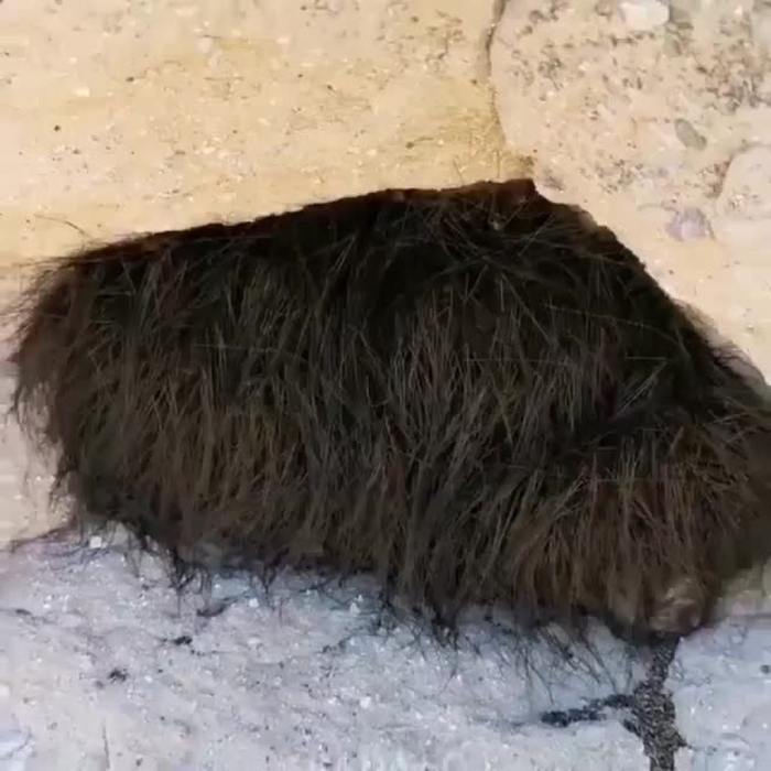 Зверьки спрячутся в норы