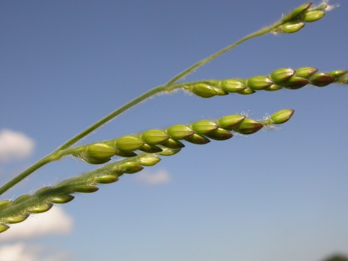 Бор развесистый (milium effusum)