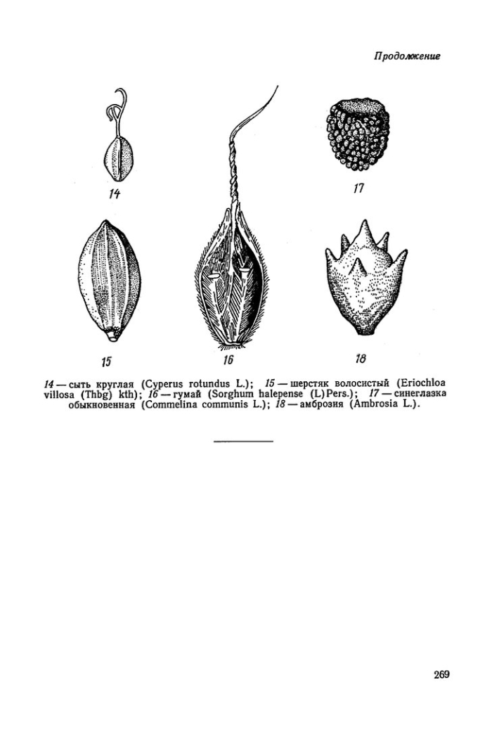 Семена сорных растений в зерне