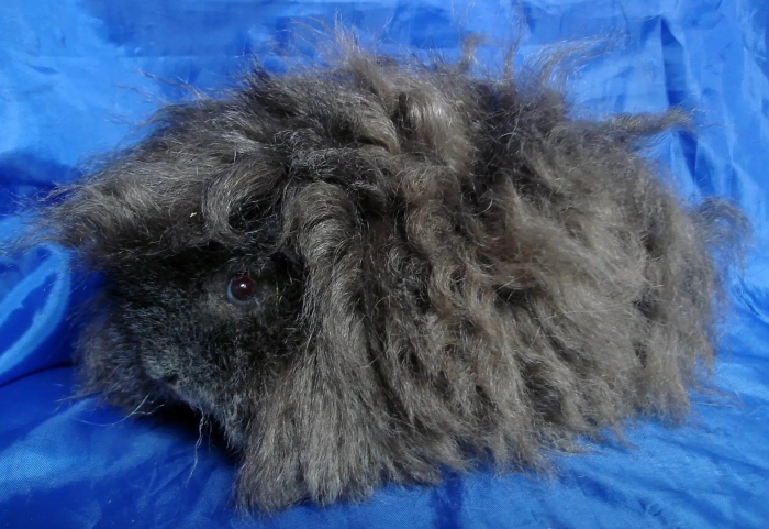 Морская свинка мерино