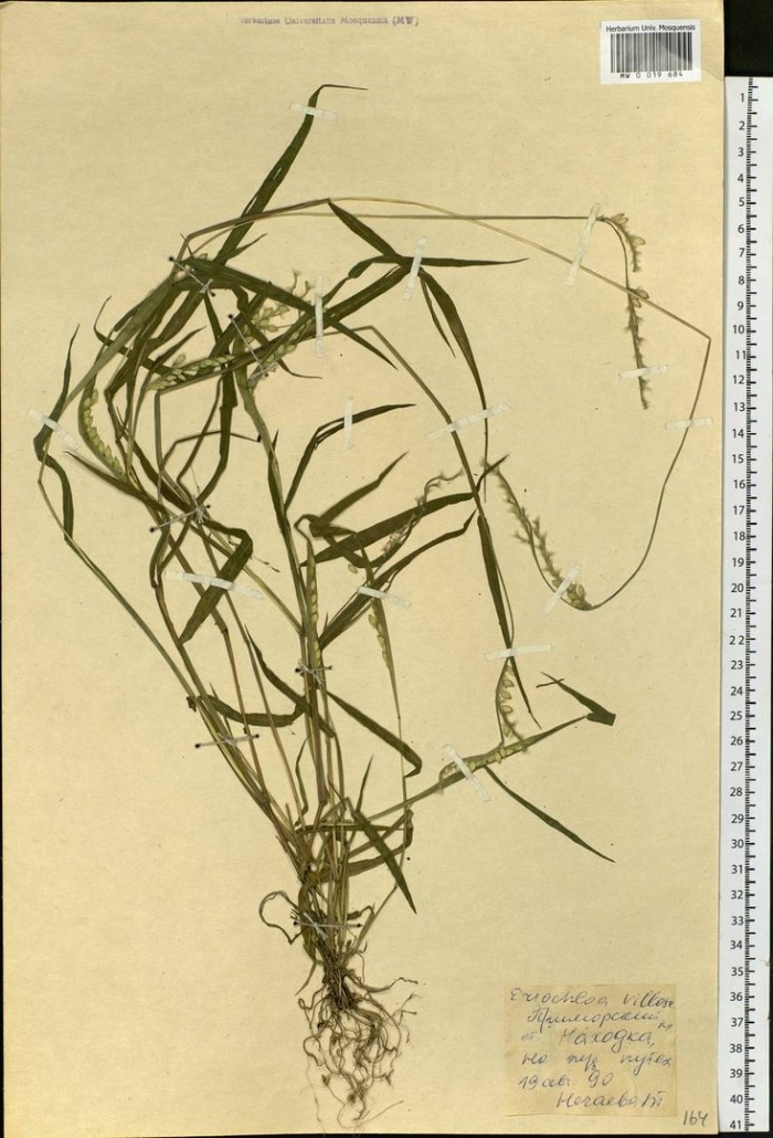 Brachypodium sylvaticum