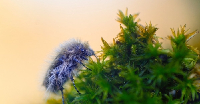 Мохнатая бронзовка