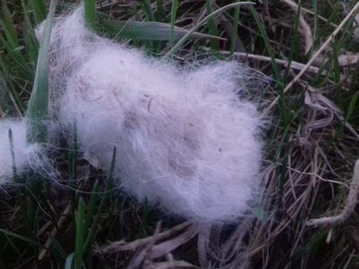 Клочок шерсти