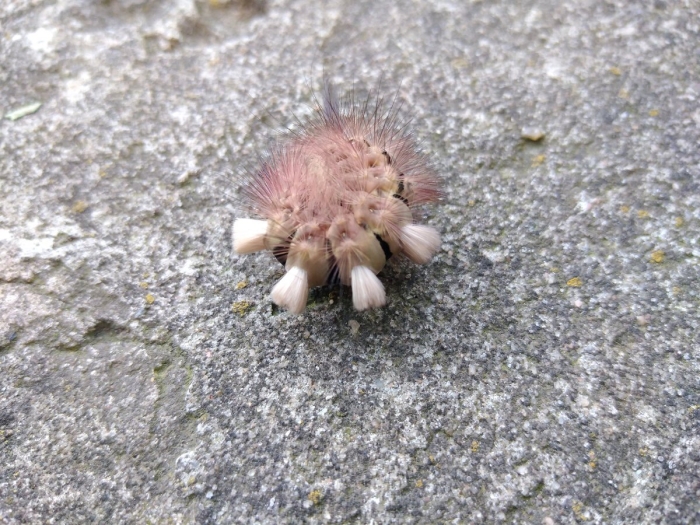 Мохнатая гусеница