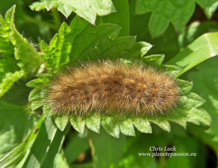 Рыжая мохнатая гусеница бражник