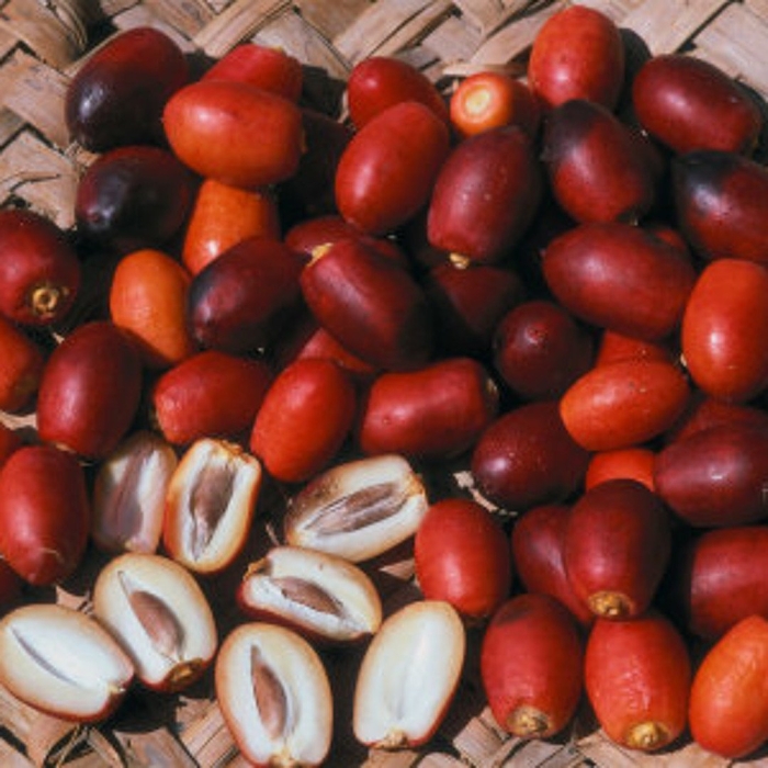 Финик сырой