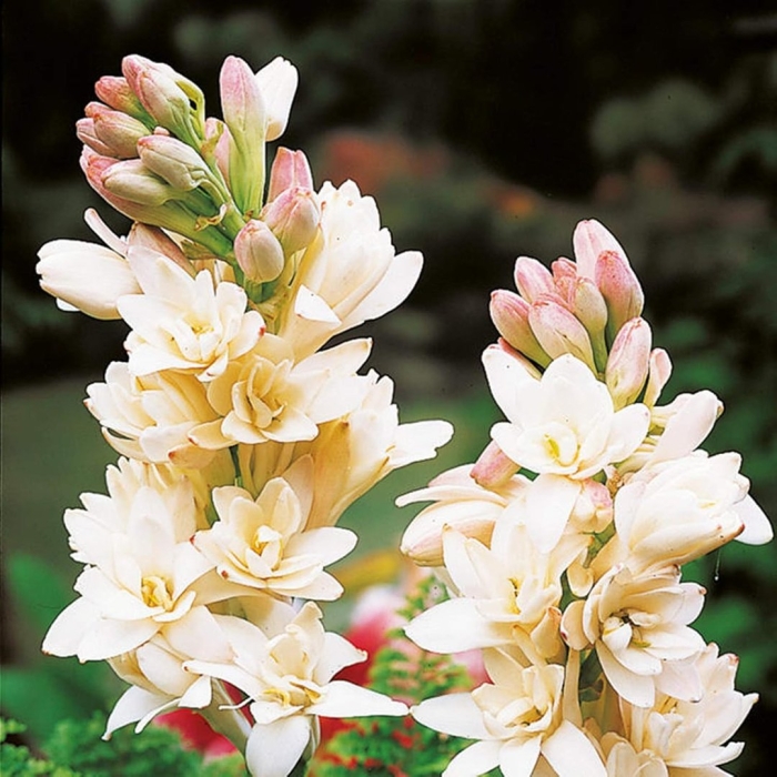 Полиантес клубненосный зе перл tuberosa the pearl