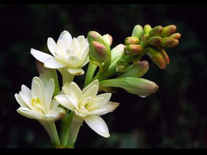 Тубероза (polianthes tuberosa)