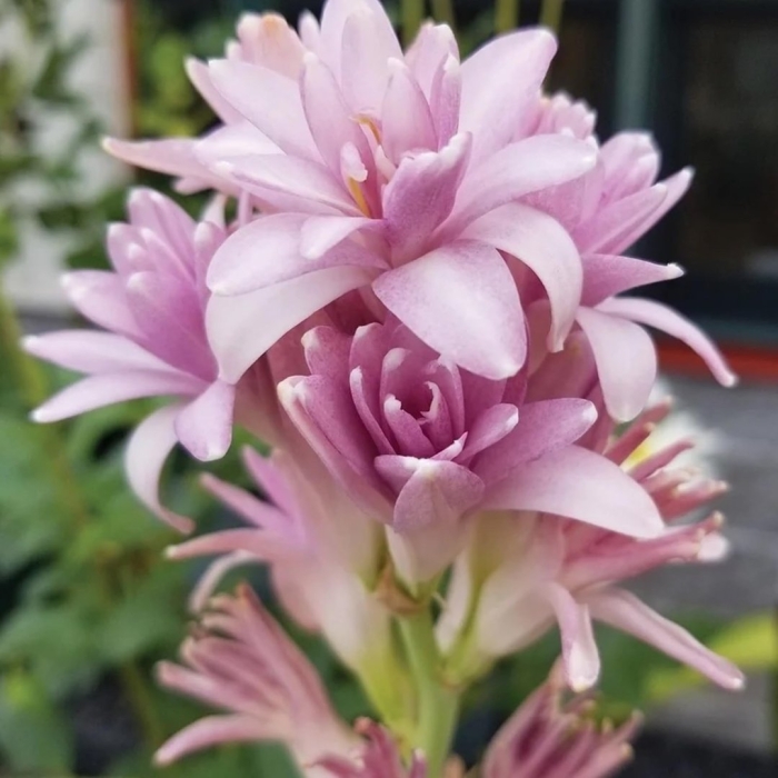 Полиантес тубероза