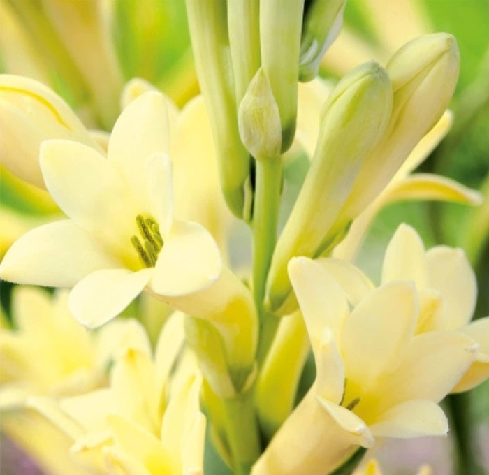 Тубероза растение