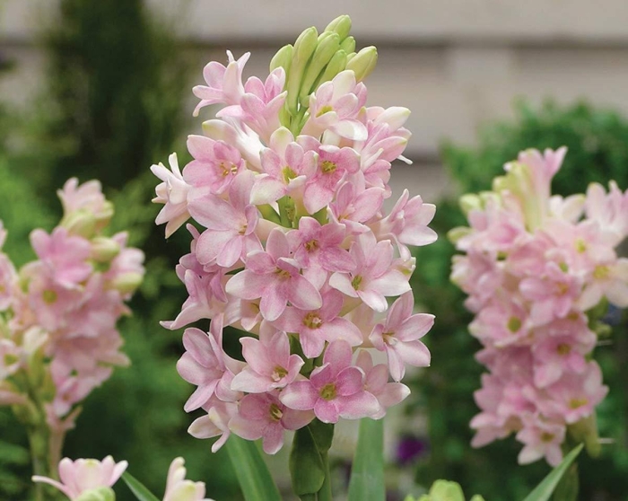 Полиантес клубненосный пинк сапфир