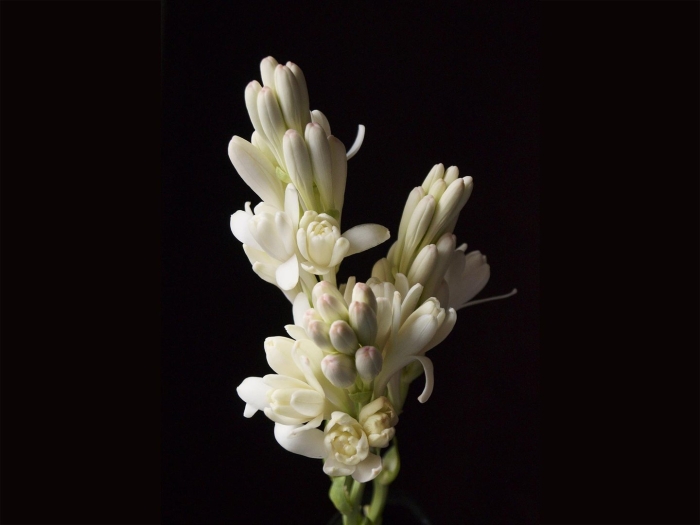 Полиантус тубероза