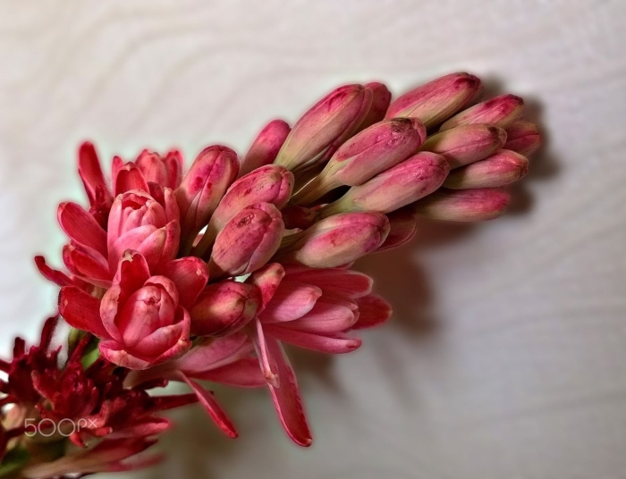 Hesperaloe parviflora