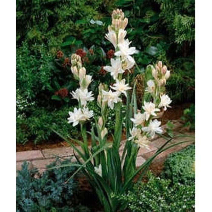 Тубероза (полиантес клубненосный)