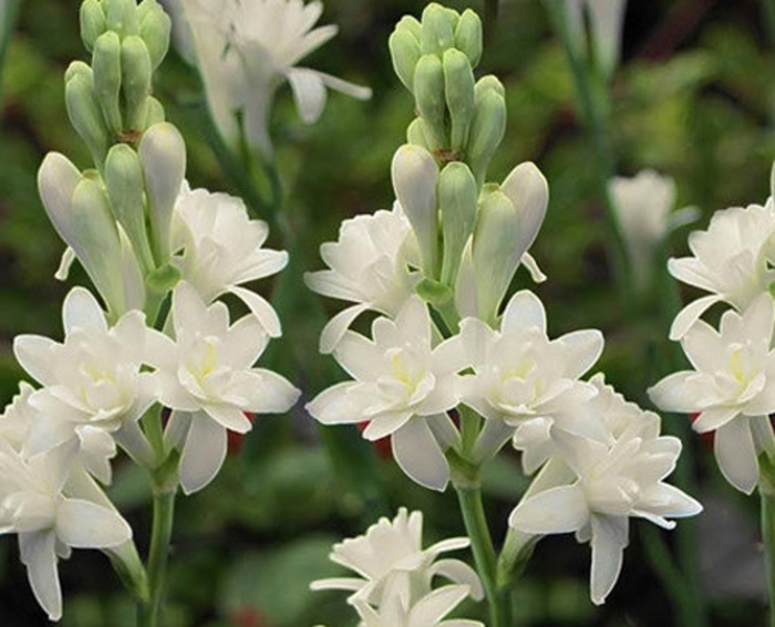 Тубероза гардения цветок