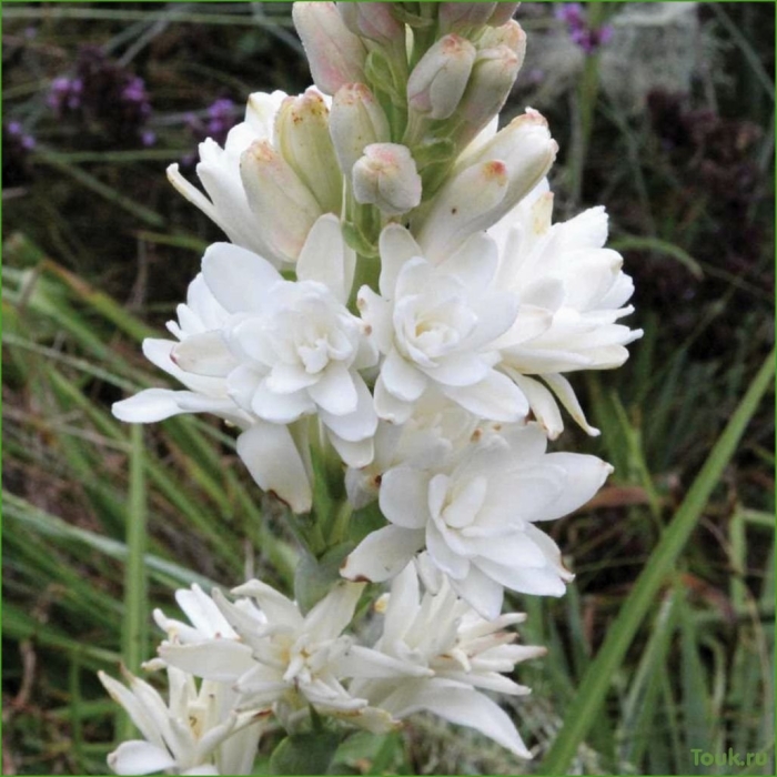 Полиантес тубероза перл