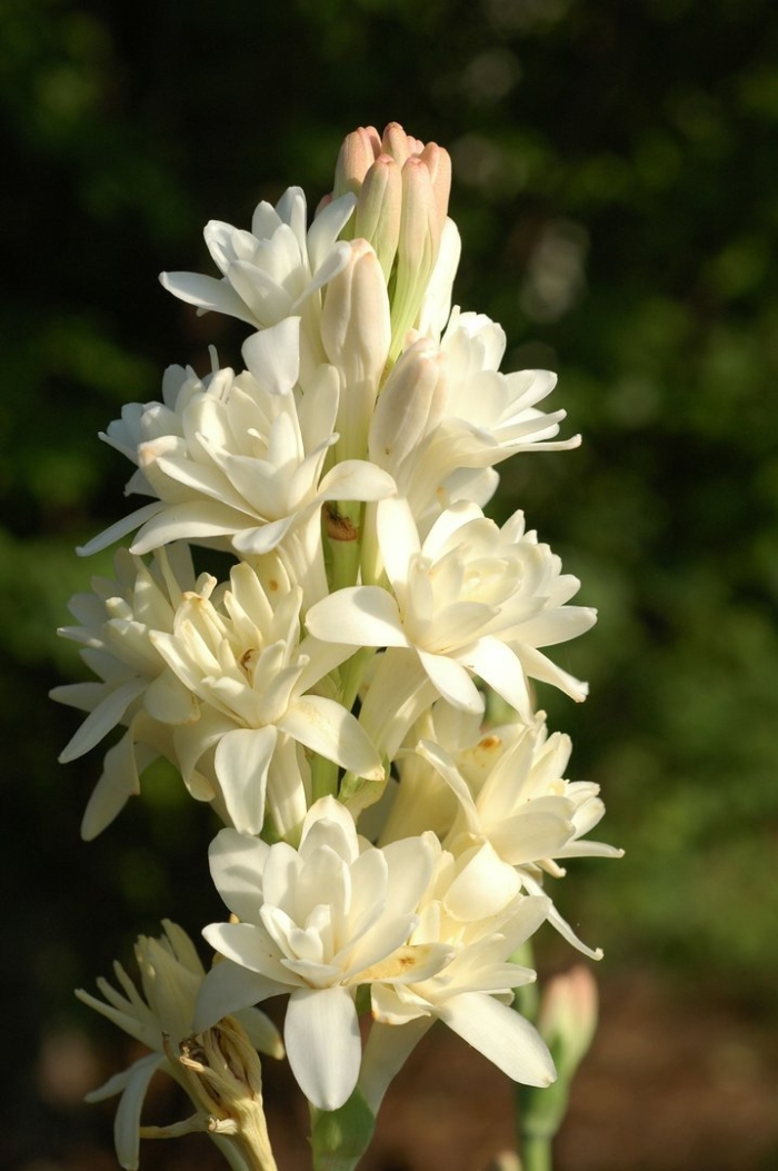 Полиантес тубероза