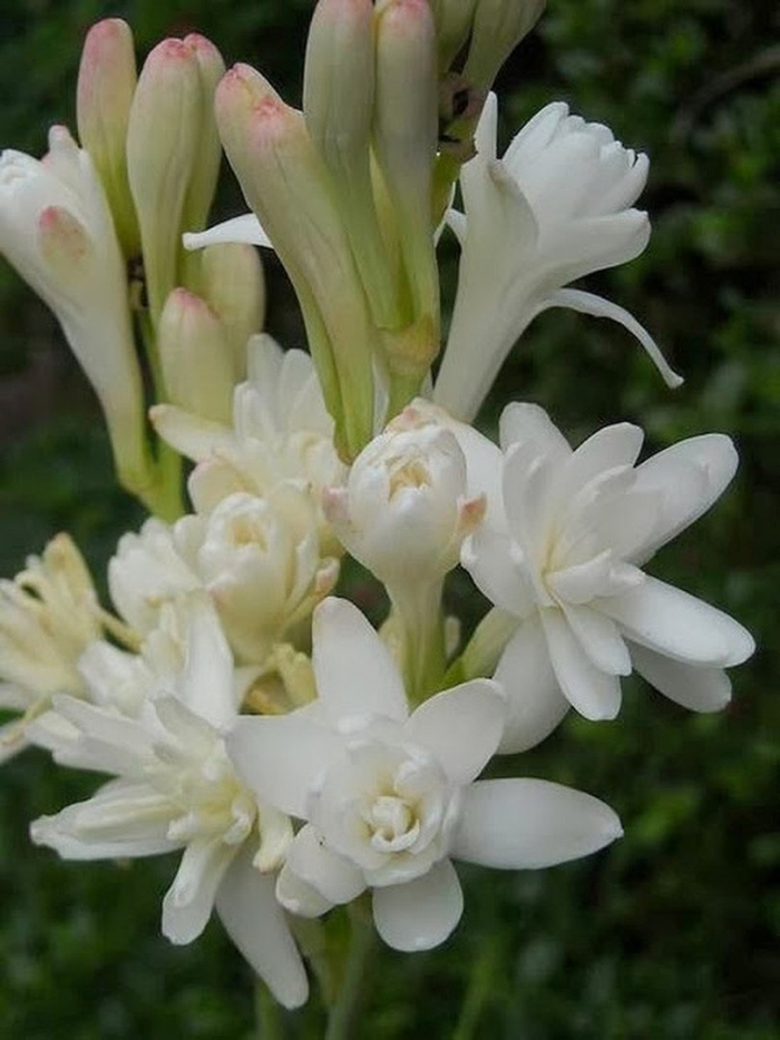 Полиантус тубероза