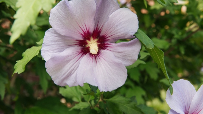 Гибискус арденс