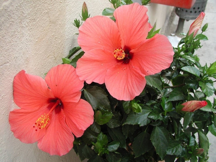 Гибискус китайский розан