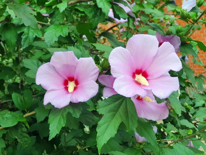 Гибискус сирийский ред харт