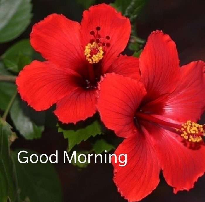 Красный гибискус