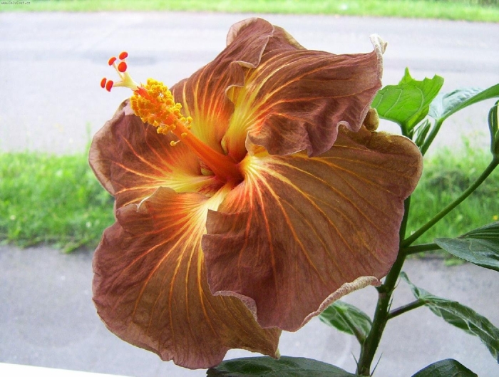 Гибискус tahitian gabonaise