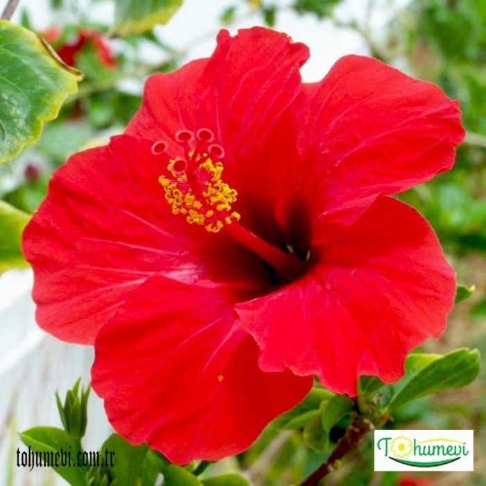 Каркаде гибискус