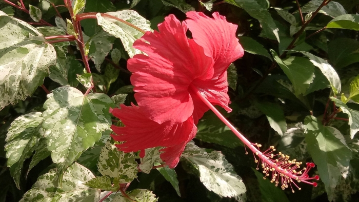 Гибискус tahitian queen