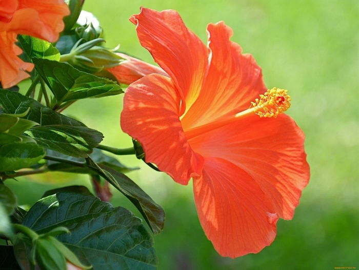 Гибискус оранж махровый