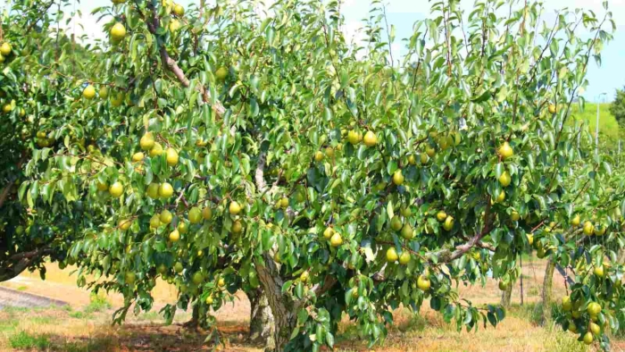 Грушевое дерево