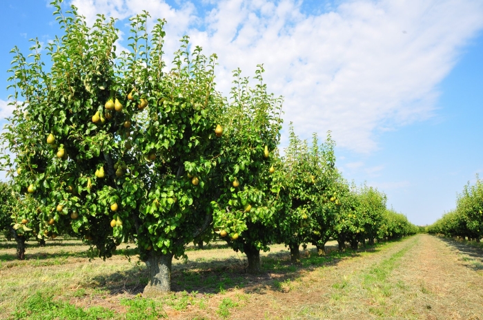 Фруктовые деревья груша