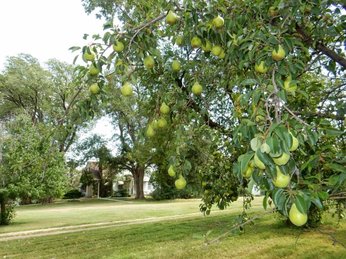 Груша первомайская