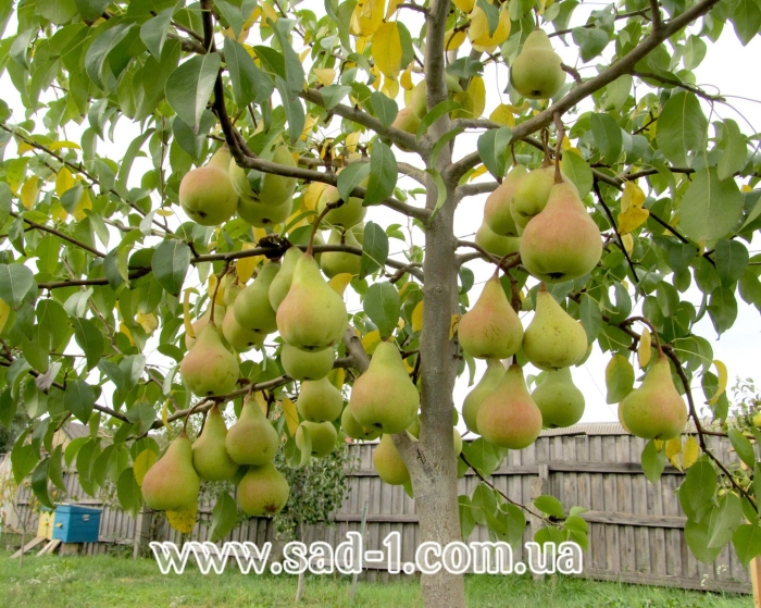 Саженцы груша талгарская красавица