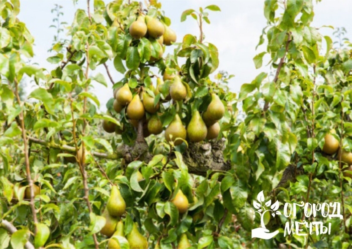 Груша краснобокая дерево