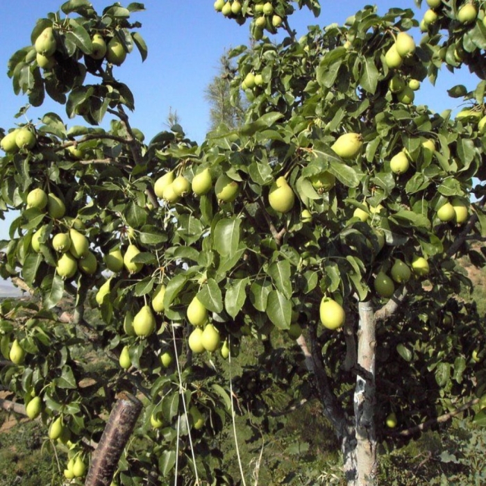 Груша обыкновенная чижовская